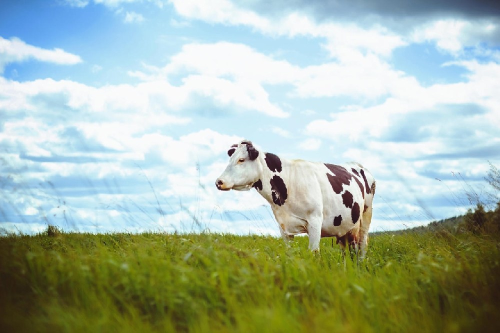 規(guī)?；膛ｐB(yǎng)殖中傳染性疾病的防治