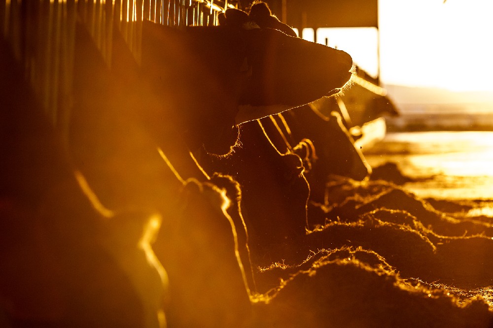 注意！影響奶牛養(yǎng)殖的六大環(huán)境因素