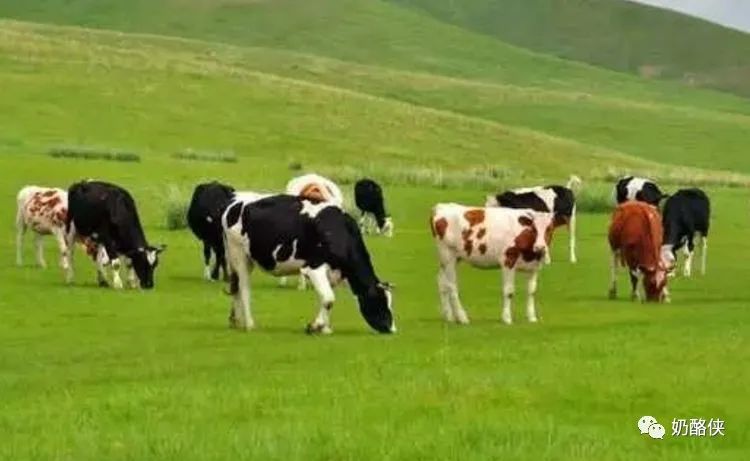 您想認識世界十大著名奶牛嗎？