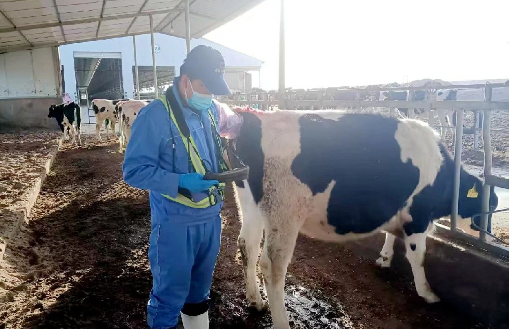 以青春之筆，書寫牧場繁育“大文章”