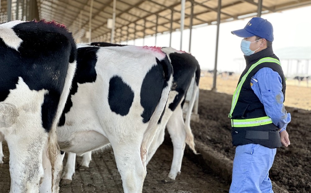 一顆匠心只為繁育好牛