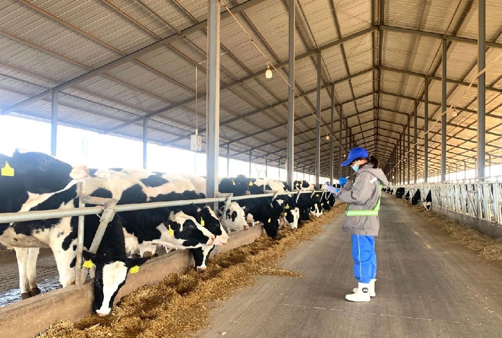 牧場的浪漫與堅韌