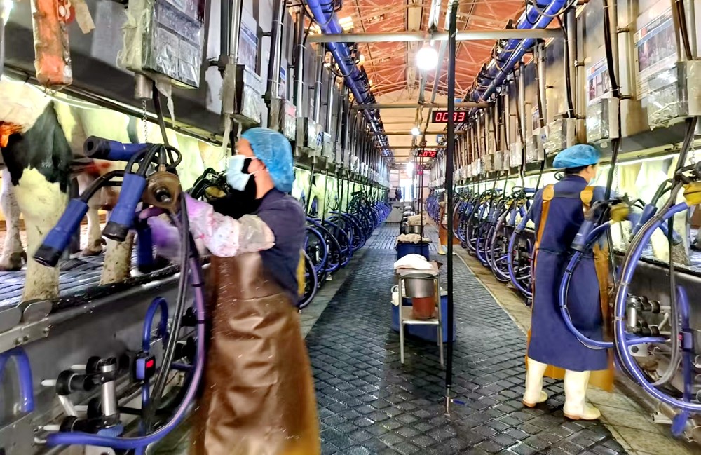 奶廳的鮮活日常：責(zé)任與溫情并存