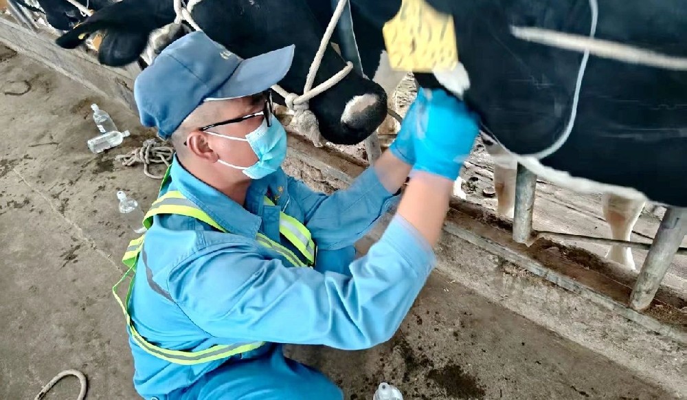 奶牛健康的守護(hù)者