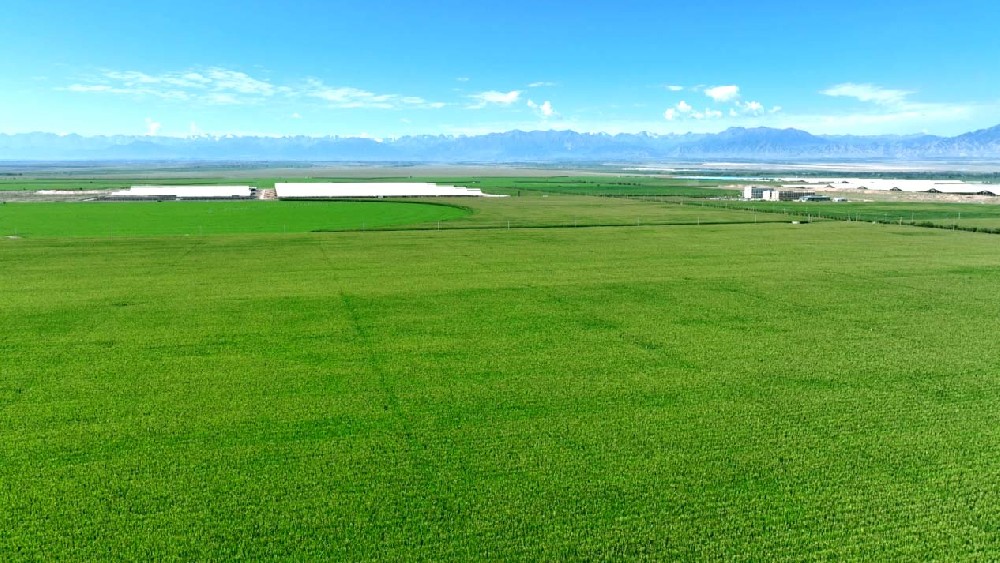 雨后初晴，畜牧園區(qū)如詩亦如畫