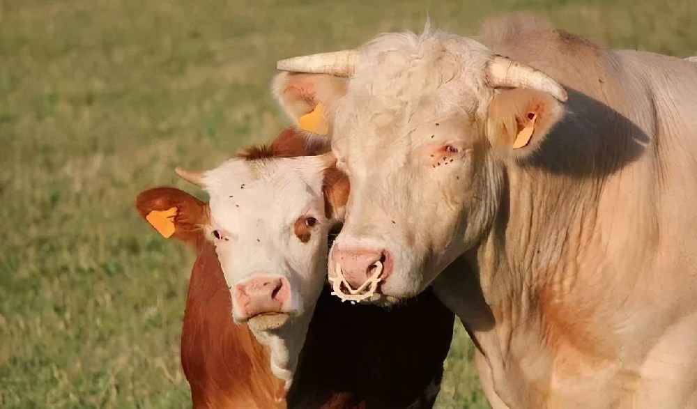 奶牛流產(chǎn)的原因分析 ，如何預(yù)防奶牛流產(chǎn) ？